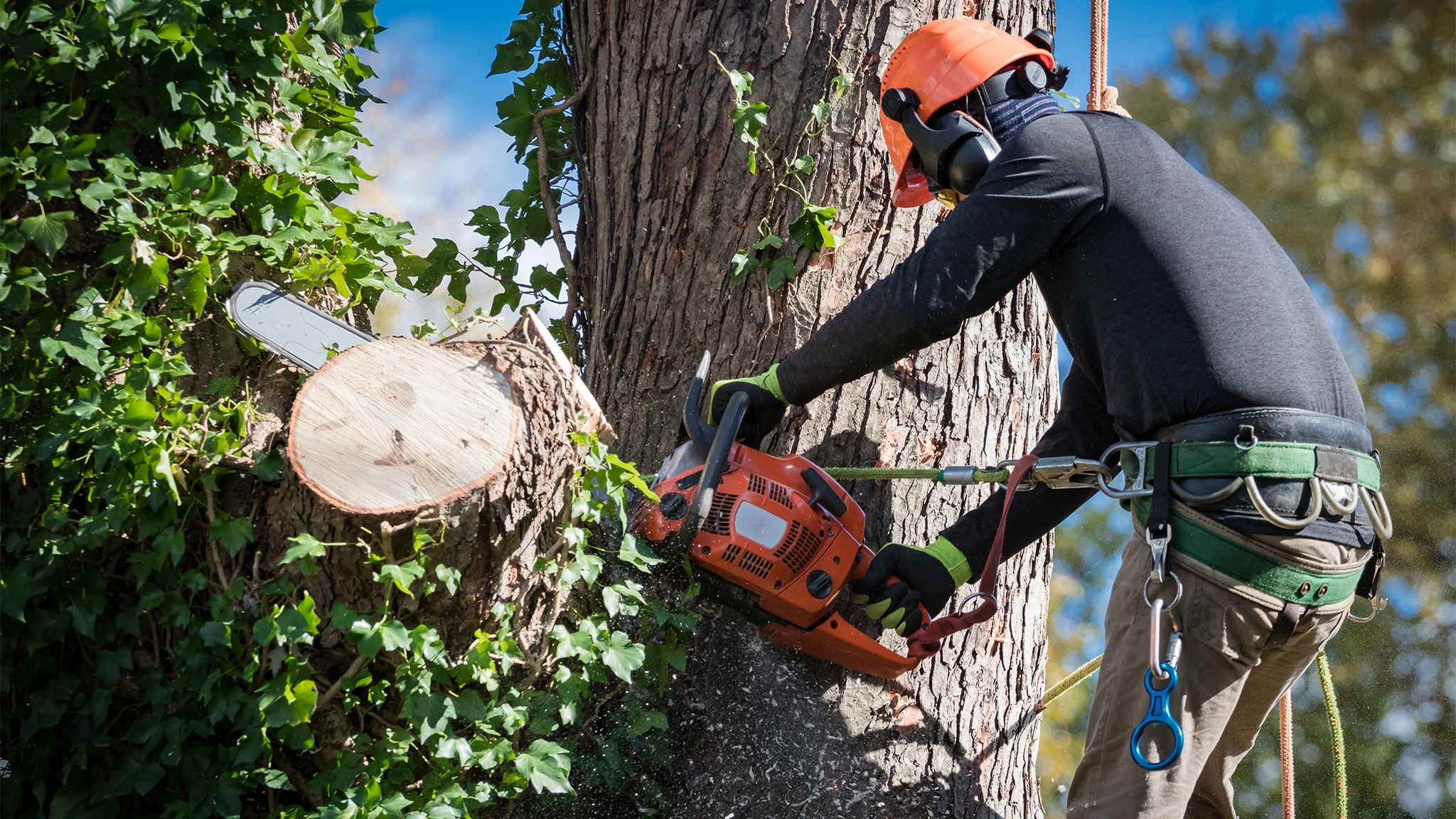 5 Reasons You Need Emergency Tree Removal Services After a Storm