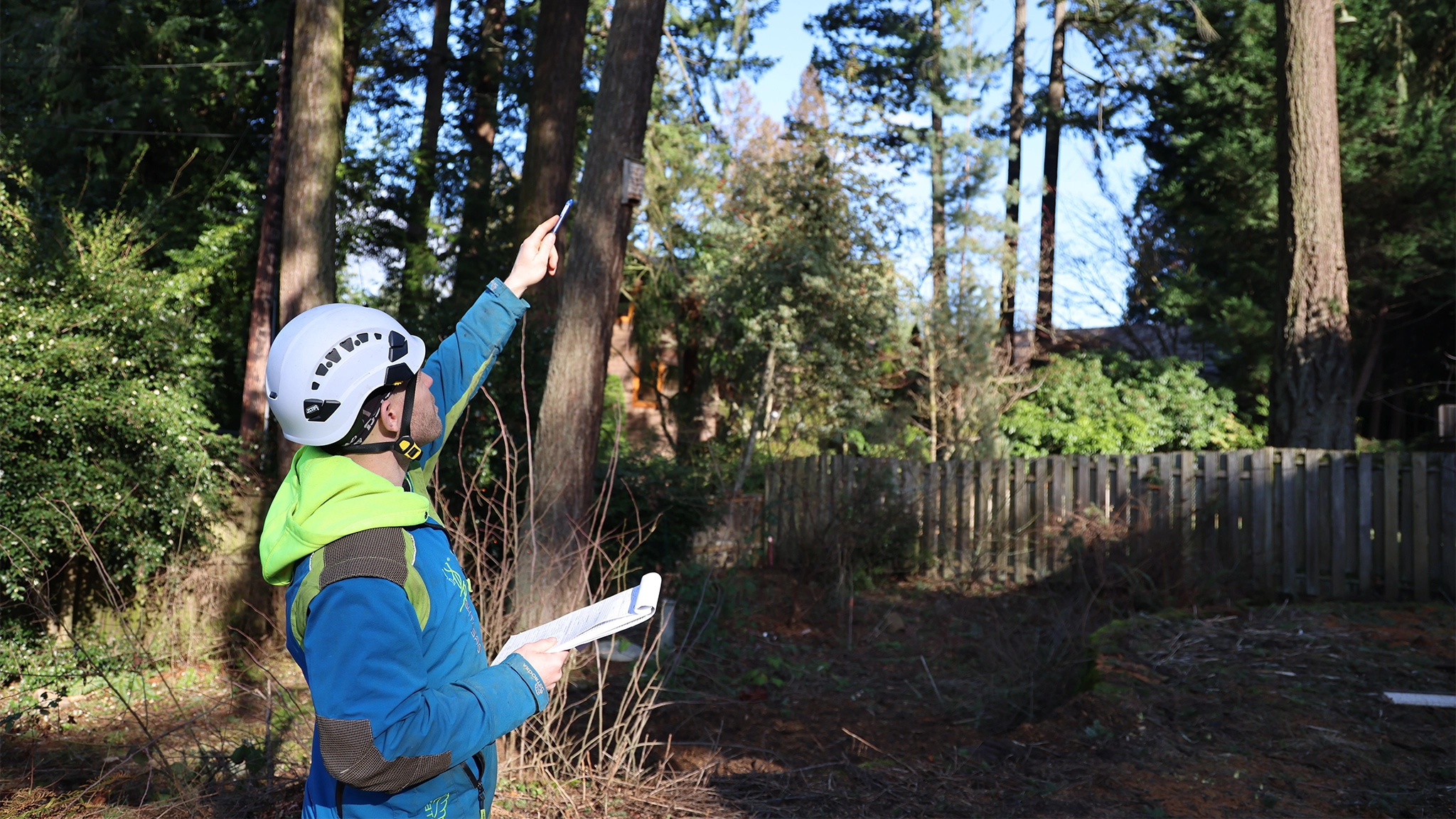 How to Spot Hazardous Trees Before They Fall