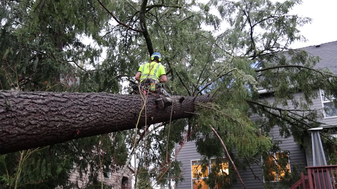 Why Regular Tree Maintenance is Essential for Storm Preparation